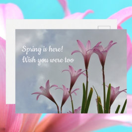 Pink Rain Lilies Springtime Vermisst Sie Postkarte