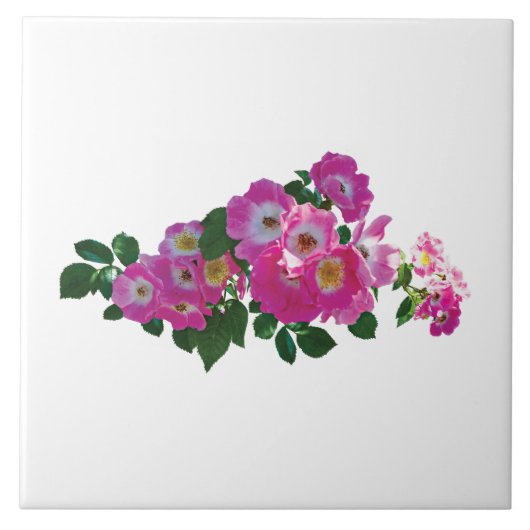 Pink Rambler Rose Fliese (Vorderseite)