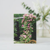 Pink Rambler Rose Francoise Juranville Over Pergol Postkarte (Stehend Vorderseite)