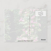 Pink Rambler Rose Francoise Juranville Over Pergol Postkarte (Rückseite)