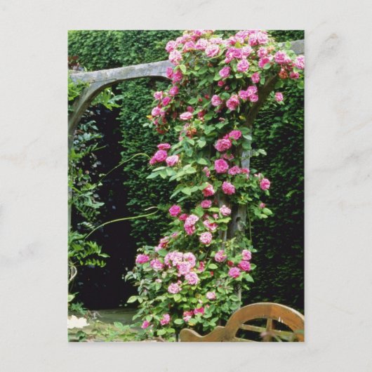 Pink Rambler Rose Francoise Juranville Over Pergol Postkarte (Vorderseite)