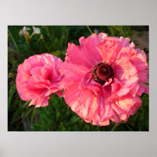 Pink Rannunculus Bulb Spring Garden Blume Poster
