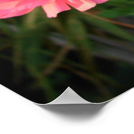 Pink Rannunculus Bulb Spring Garden Blume Poster (Ecke)