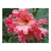 Pink Rhododendron Bloom Floral Fotodruck (Vorne)