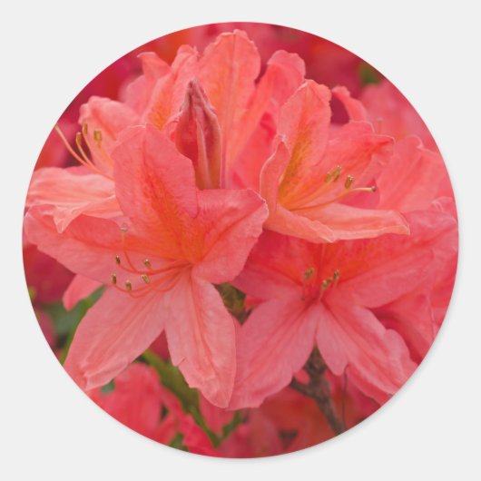 Pink Rhododendron Blume Stickers (Vorderseite)