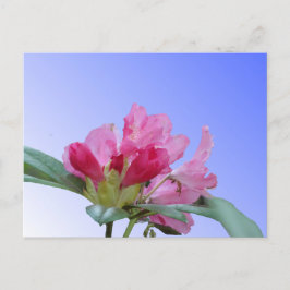 Pink Rhododendron Nah Up DIY Postkarte