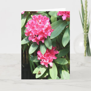 Pink Rhododendron with a small Butterfly Greeting Karte