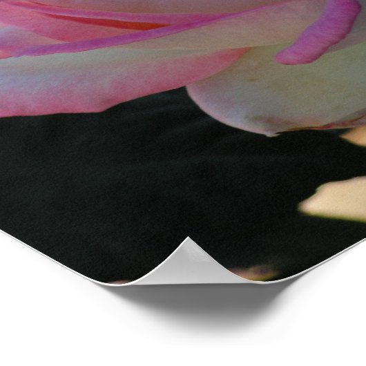 Pink Rimmed Rose Poster (Ecke)