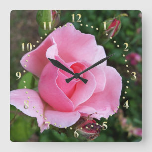 pink rose blooming quadratische wanduhr