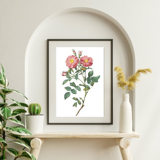 Pink Rose Botanisches Illustrations-Poster Poster