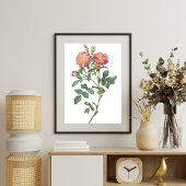 Pink Rose Botanisches Illustrations-Poster Poster