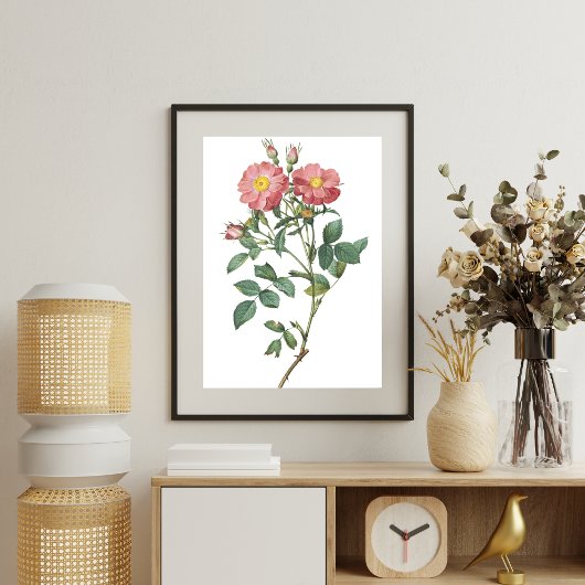 Pink Rose Botanisches Illustrations-Poster Poster