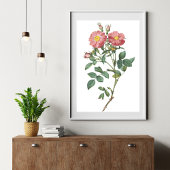 Pink Rose Botanisches Illustrations-Poster Poster