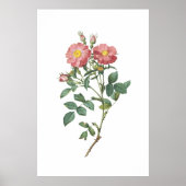 Pink Rose Botanisches Illustrations-Poster Poster (Vorne)