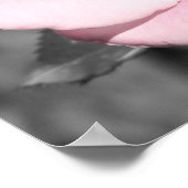 Pink Rose Faith Poster (Ecke)