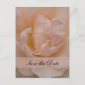 Pink Rose Floral Quinceñera Save the Date Ankündigungspostkarte (Vorderseite)