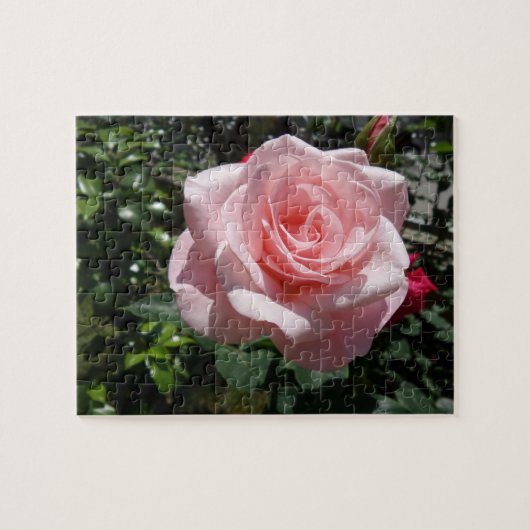 Pink Rose Jigsaw Puzzle (Horizontal)