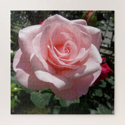 Pink Rose Jigsaw Puzzle,676 Stk. Puzzle (Vertikal)