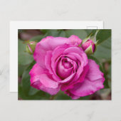 Pink Rose jjhelene Postkartendesign Postkarte (Vorne/Hinten)