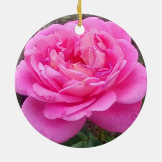 Pink Rose "Leonardo Da Vinci" Keramik Ornament (Hinten)