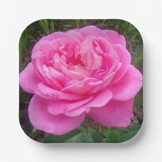 Pink Rose "Leonardo Da Vinci" Pappteller (Vorderseite)