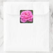 Pink Rose "Leonardo Da Vinci" Quadratischer Aufkleber (Tasche)
