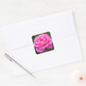Pink Rose "Leonardo Da Vinci" Quadratischer Aufkleber (Umschlag)