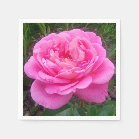 Pink Rose "Leonardo Da Vinci" Serviette (Vorderseite)