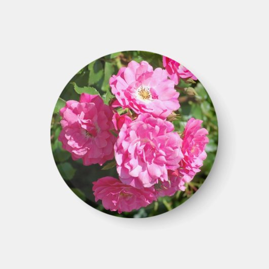 pink_Rose Magnet (Vorne)