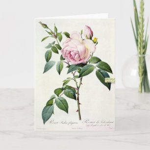Pink Rose Pierre-Joseph Redoute Grußkarte Karte
