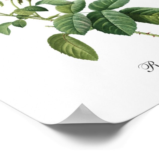 Pink Rose Pierre Redoute Botanical Poster (Ecke)