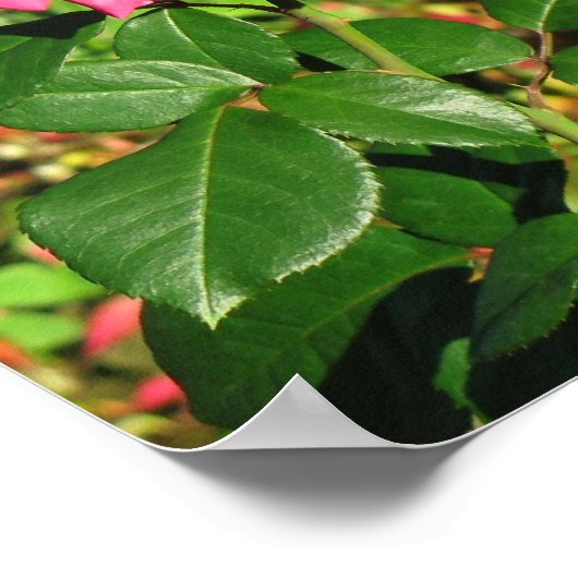 Pink Rose Poster (Ecke)