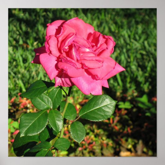 Pink Rose Poster (Vorne)