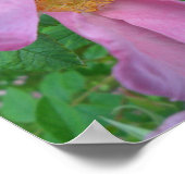 Pink  Rose Poster (Ecke)