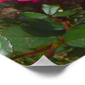 Pink-Rose-Poster Poster (Ecke)