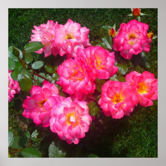 Pink-Rose-Poster Poster (Vorne)