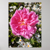 Pink Rose Rose David Austin Flower Garden Poster (Vorne)