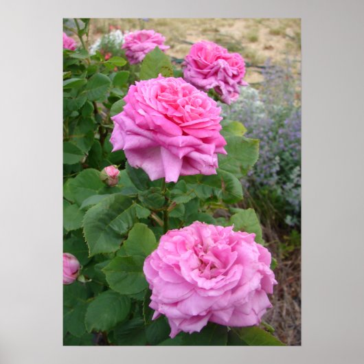 Pink Rose Roses Floral Flower Garden John Hopper Poster (Vorne)