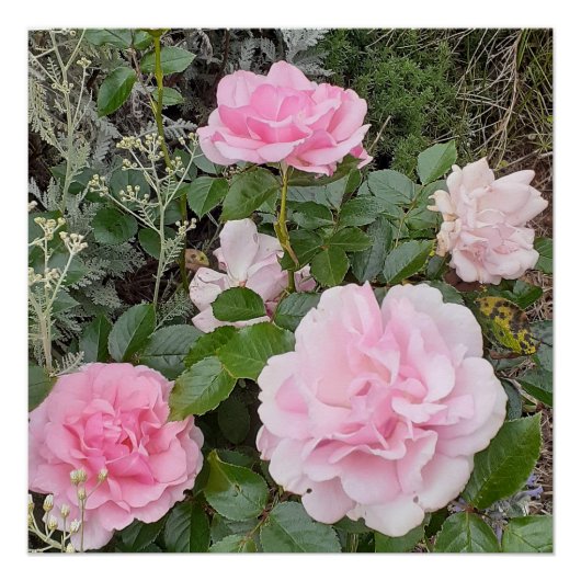 Pink Rose Roses Flower Floral Garden Radox Bouquet Poster (Vorderseite)