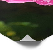 Pink Rose Roses Flower Garden L'Ouche Cabbage Poster (Ecke)