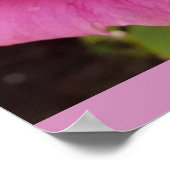 Pink Rose Roses Flower Garden Perfume Delight Poster (Ecke)