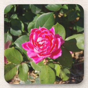 Pink Rose set of 6 plastic coasters Getränkeuntersetzer
