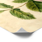 Pink Rose Study aus dem 18. Jahrhundert Poster (Ecke)