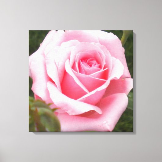 Pink Rose überwölbte Leinwand Print (Vorderseite)