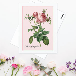 Pink-Rosen-Botanical Redoute Postkarte
