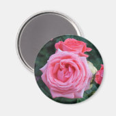 Pink Rosenknospe Magnet (Vorderseite/Rückseite)