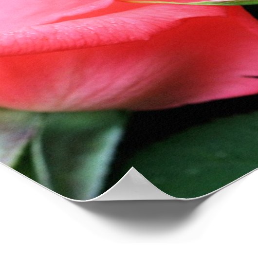 Pink Rosenknospe Pair Poster (Ecke)