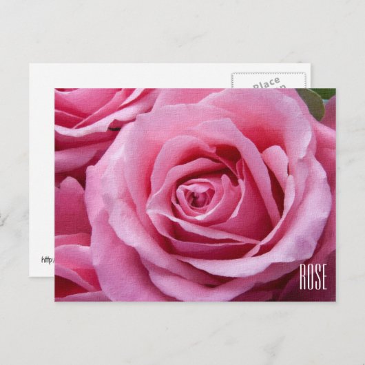 Pink Roses Horizontale Postkarte (Vorne/Hinten)