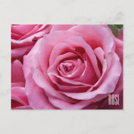 Pink Roses Horizontale Postkarte