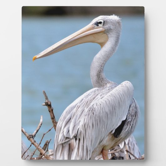 Pink-Rücken-Pelikane Fotoplatte (Vorderseite)